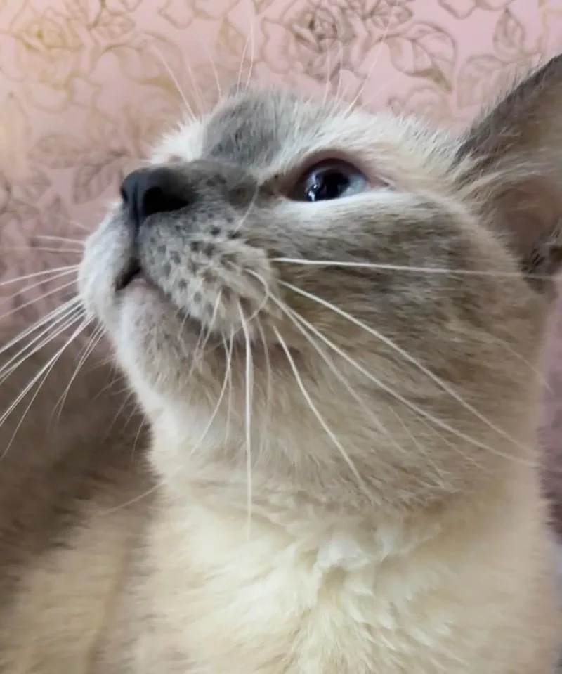 An adult medium-sized female Domestic Short Hair cat named Dia for adoption in Wintersville, OH