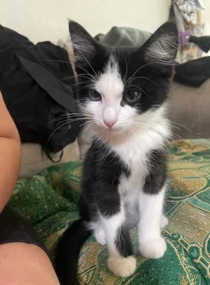 A baby medium-sized male Black & White / Tuxedo Domestic Short Hair cat named Chango for adoption in Warr Acres, OK