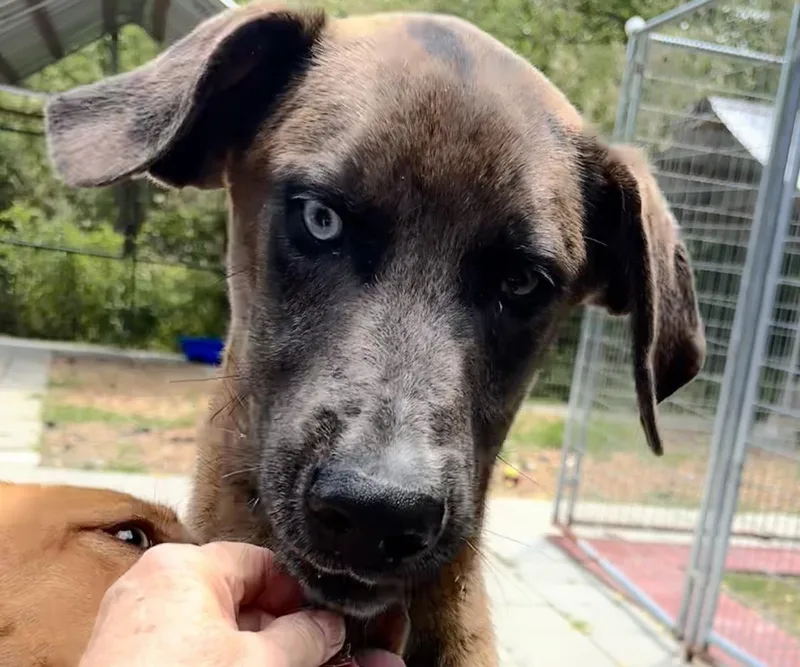 A baby small-sized male Labrador Retriever dog named Moose for adoption in Locust Fork, AL