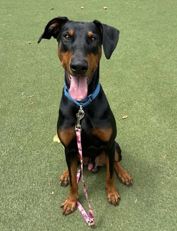 A young large-sized male Doberman Pinscher dog named Atlas for adoption in Oceanside, CA