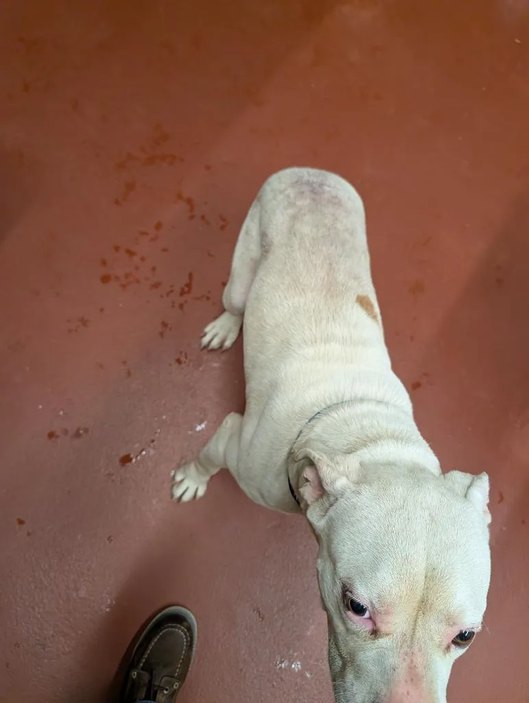 A young large-sized male Pit Bull Terrier dog named Brutus for adoption in Douglasville, GA