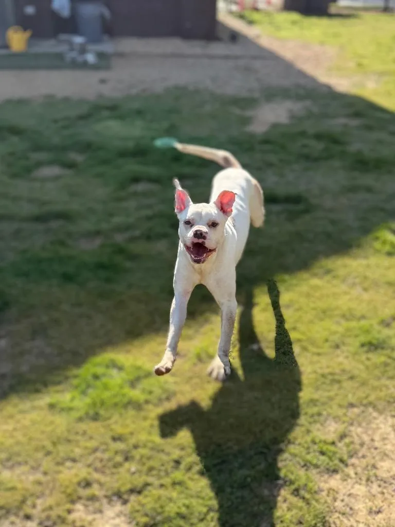 Brutus thumbnail 2