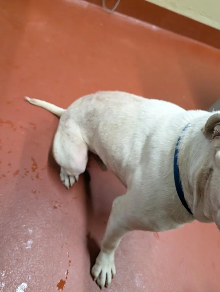 Brutus thumbnail 4