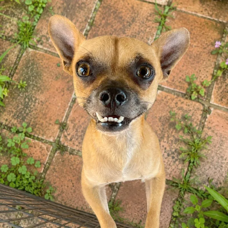 An adult small-sized male Brown / Chocolate Chihuahua dog named Woody for adoption in Boerne, TX