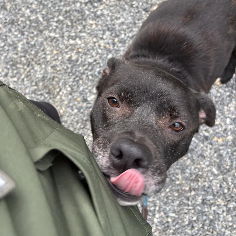 An adult medium-sized male Brown / Chocolate Mixed Breed dog named Goose for adoption in Fredericksburg, VA