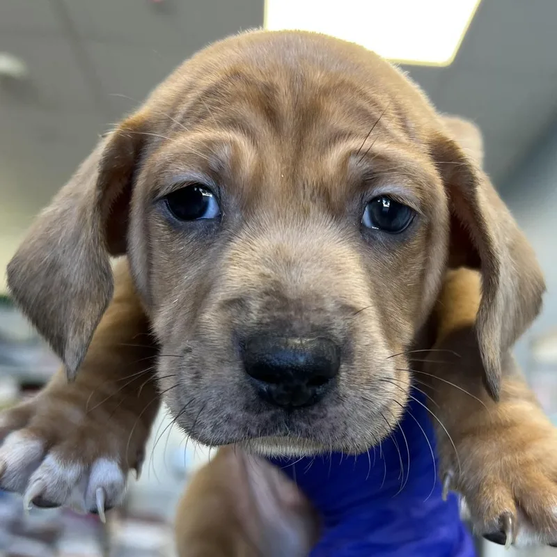 A baby small-sized male Brown / Chocolate Mixed Breed dog named Peter Parker for adoption in Las Cruces, NM