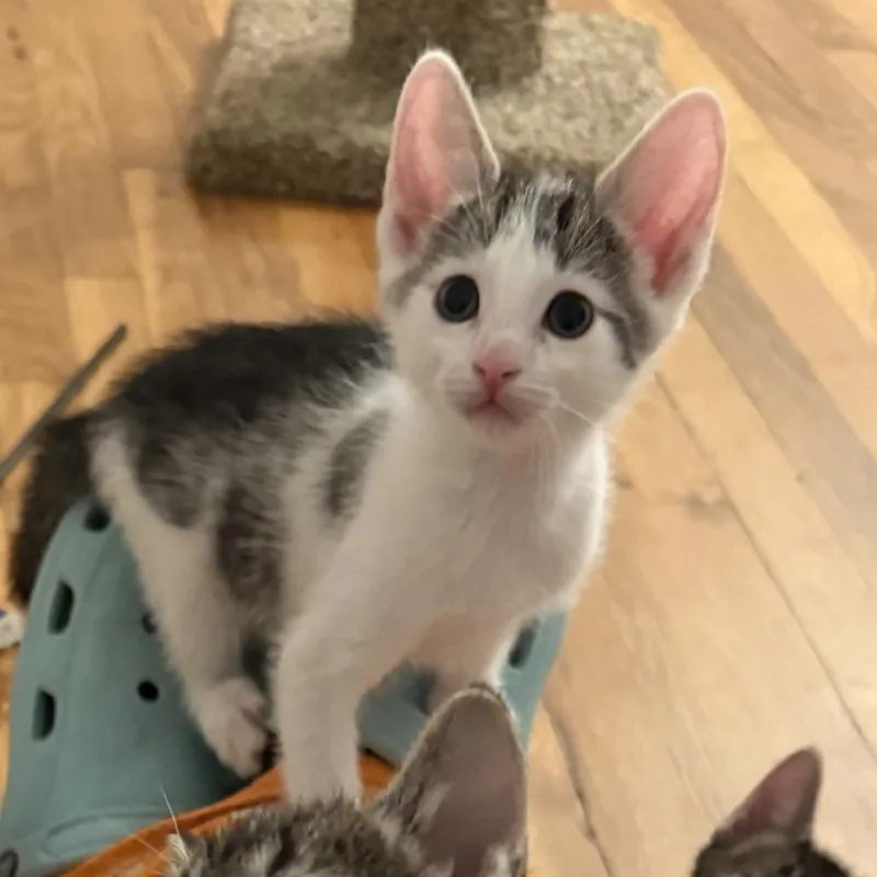 A baby small-sized male Gray / Blue / Silver Domestic Short Hair cat named Fruit Loops for adoption in Long Beach, CA