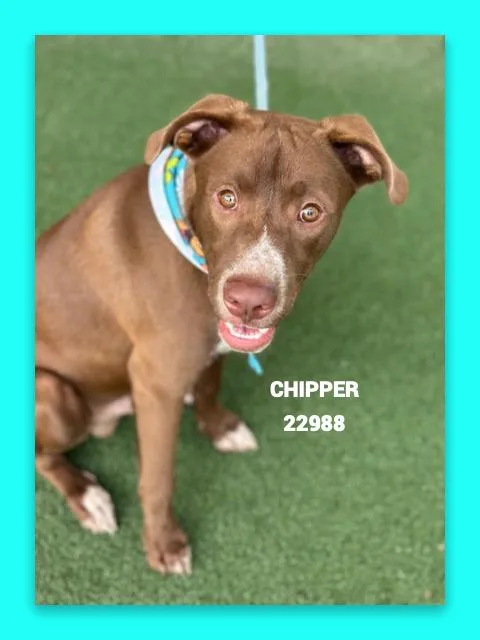 A young medium-sized male Brown / Chocolate Labrador Retriever dog named Chipper for adoption in Marietta, GA