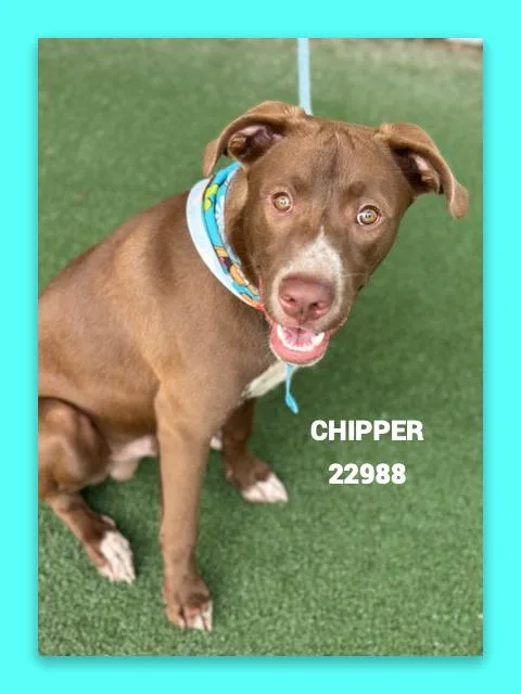 Chipper thumbnail 2