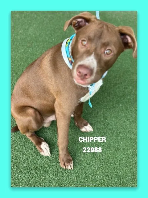 Chipper thumbnail 3