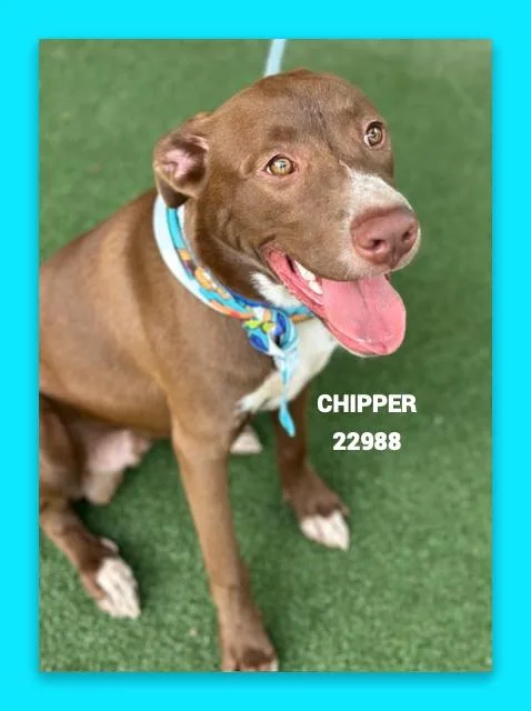 Chipper thumbnail 5