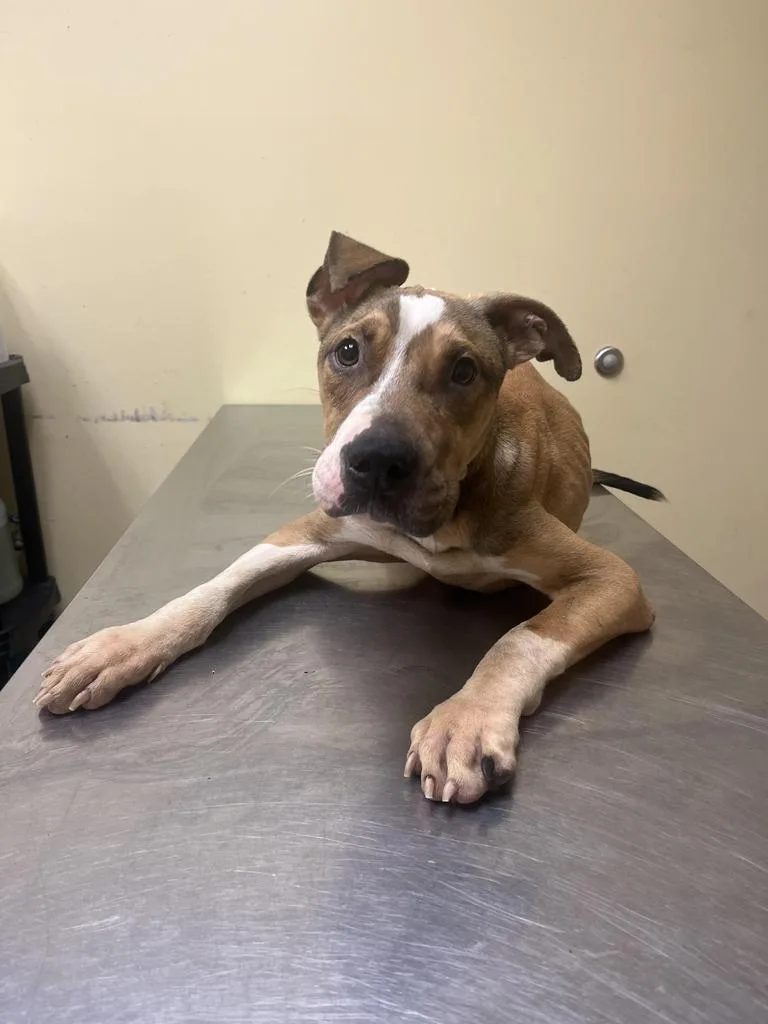 Slim Jim thumbnail 4