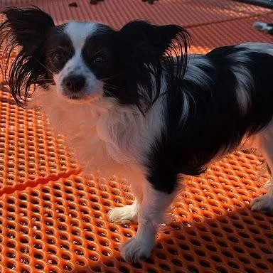 An adult small-sized male Papillon dog named Cowboy for adoption in Danbury, CT