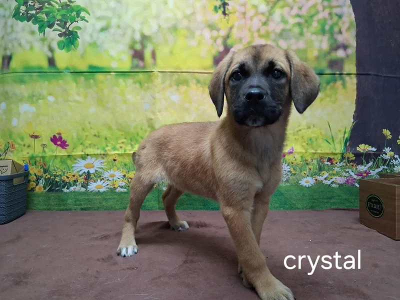 A baby medium-sized female Brown / Chocolate Labrador Retriever dog named Crystal for adoption in Urbana, OH