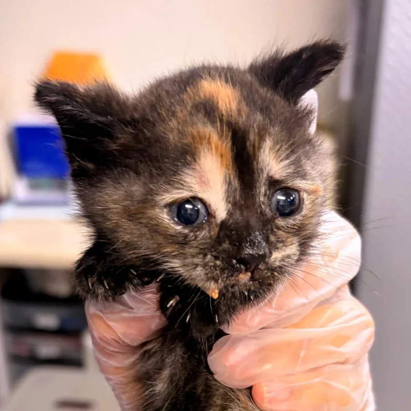 A baby small-sized female Domestic Short Hair cat named Cutie for adoption in Newark, NJ