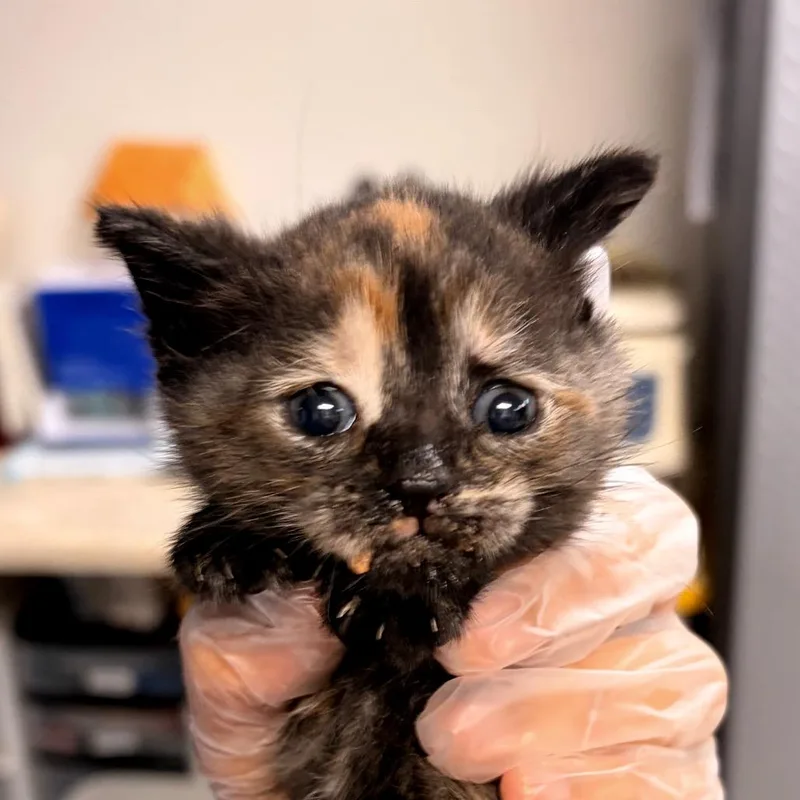 Cutie thumbnail 2
