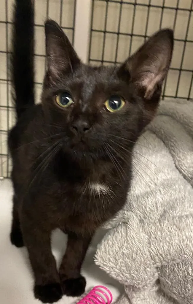 A baby small-sized male Domestic Short Hair cat named Renay for adoption in Ewing, NJ