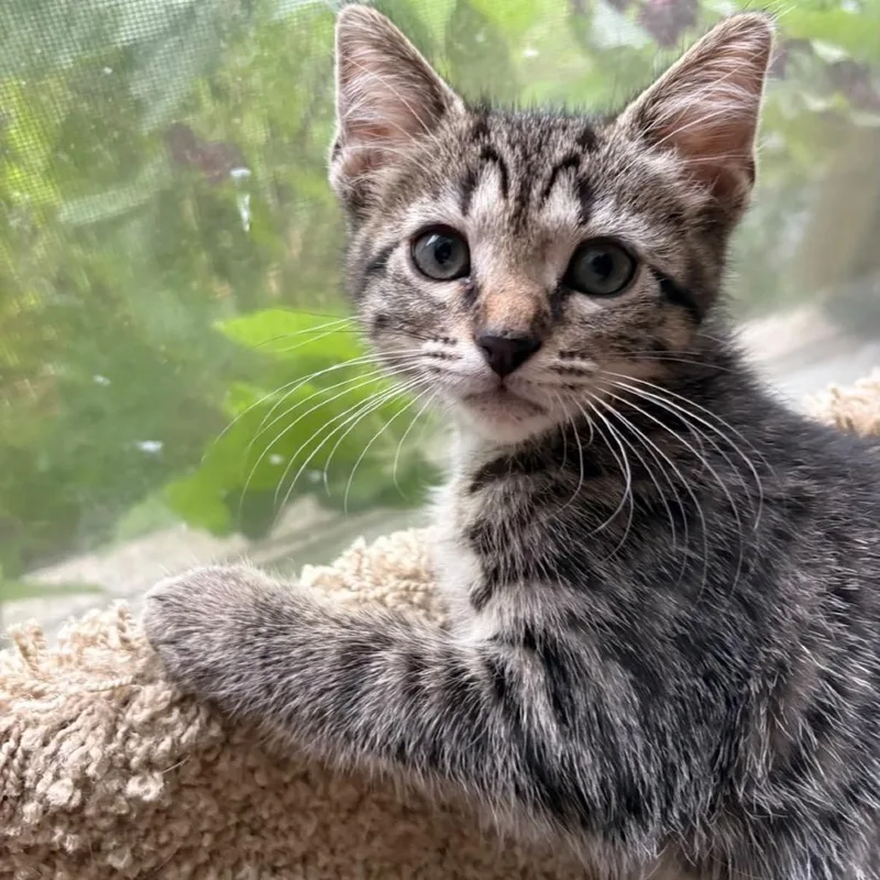 A baby small-sized male Brown / Chocolate Domestic Short Hair cat named Radicchio for adoption in Lauderhill, FL