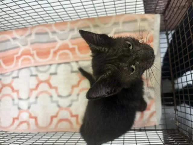 A baby small-sized female Domestic Short Hair cat named Willow for adoption in Tustin, CA