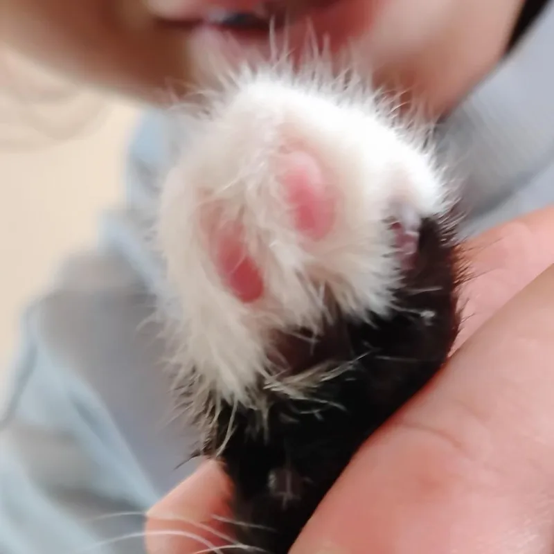 A baby small-sized male Black Domestic Short Hair cat named Dinkie for adoption in Grantsville, UT