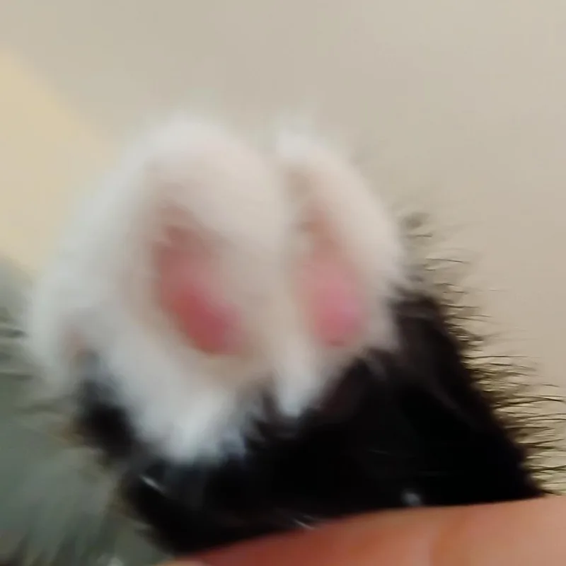 Dinkie thumbnail 2