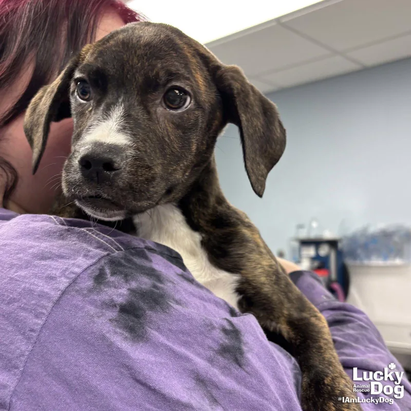A baby medium-sized female Shepherd dog named Joan for adoption in Washington, DC