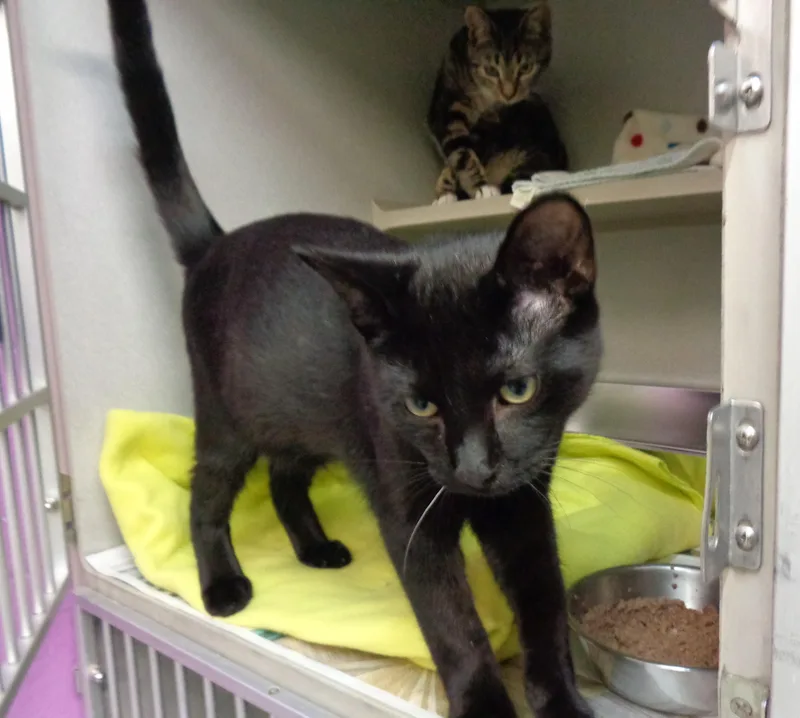 A young small-sized male Black Domestic Short Hair cat named Nike for adoption in Delhi, NY