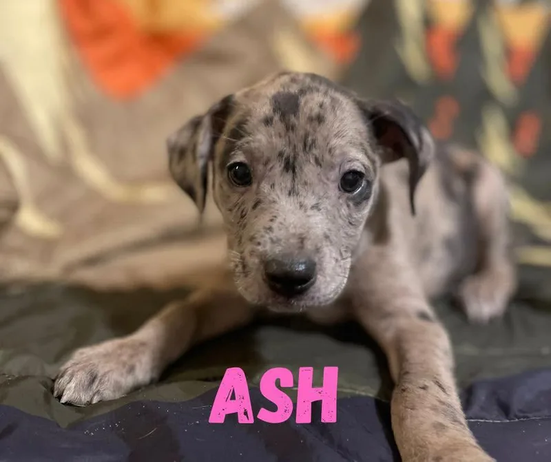 A baby medium-sized female Brindle Mixed Breed dog named Ash for adoption in Shalimar, FL