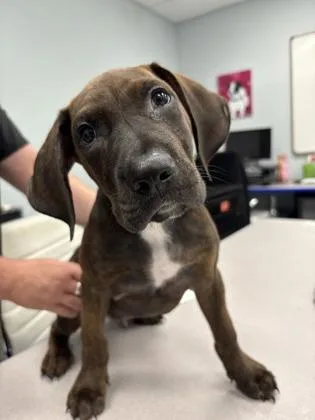 A baby medium-sized male Brindle Mixed Breed dog named Bear for adoption in Charleston, SC
