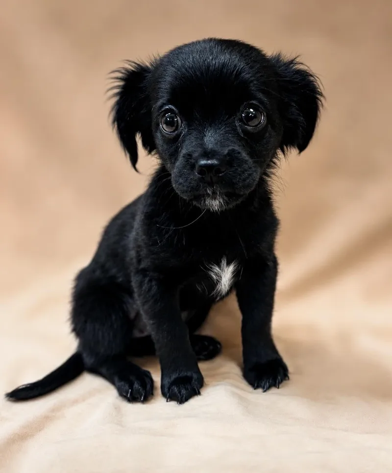 A baby small-sized female Black Spaniel dog named Pebbles for adoption in Waldorf, MD