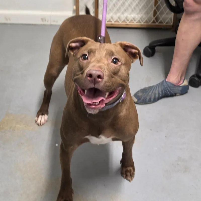 An adult medium-sized female Brown / Chocolate Mixed Breed dog named Serena for adoption in Troy, IL