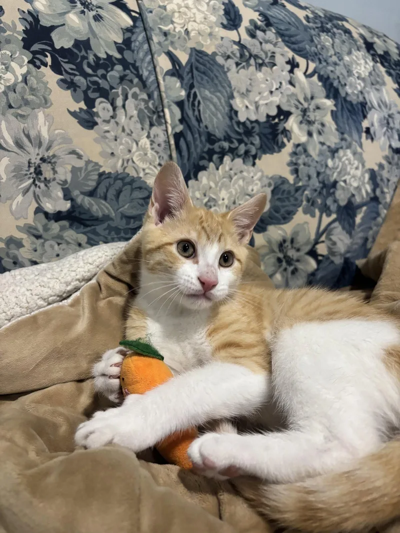 A baby medium-sized male Orange & White Domestic Short Hair cat named Dorito for adoption in Stewartsville, NJ