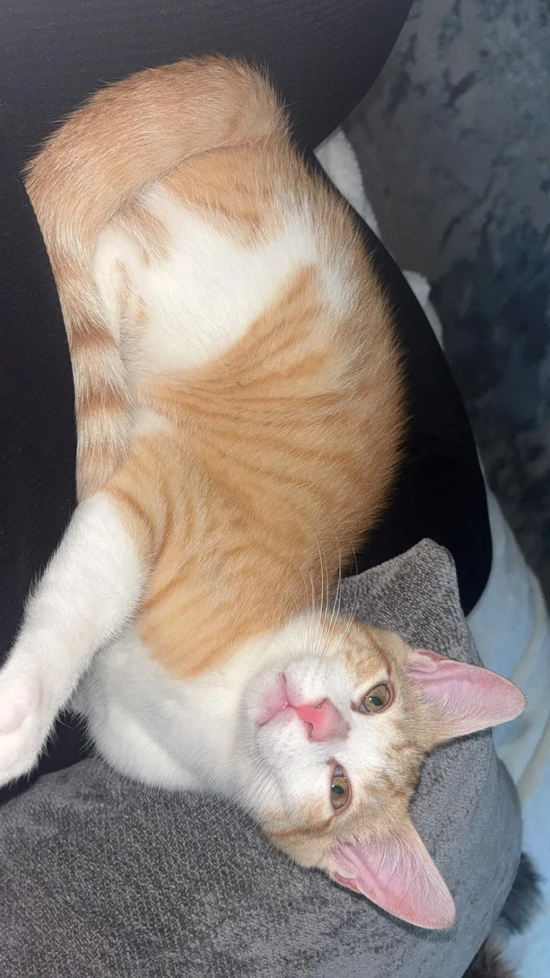 Dorito thumbnail 3