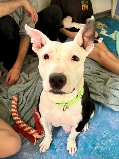 An adult large-sized female Pit Bull Terrier dog named Rain for adoption in Tucson, AZ