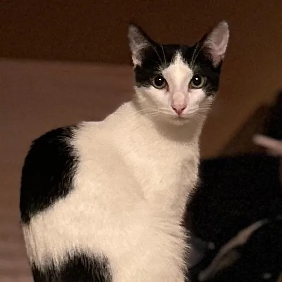 An adult medium-sized male Domestic Short Hair cat named Eli for adoption in East Brunswick, NJ