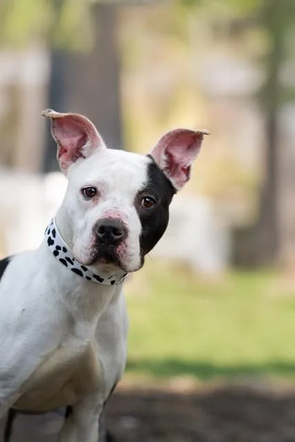 An adult medium-sized female Pit Bull Terrier dog named Moo for adoption in Belleville, IL