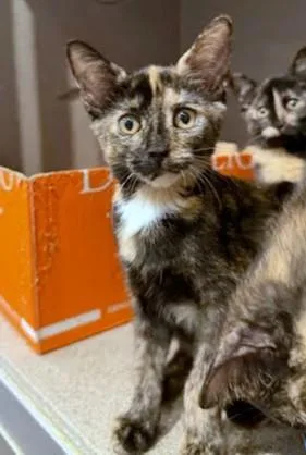 A baby small-sized female Domestic Short Hair cat named Brownies for adoption in Washington, DC