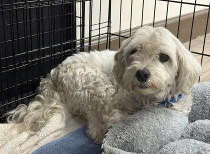 An adult small-sized male Maltese dog named Romeo for adoption in Palm Coast, FL