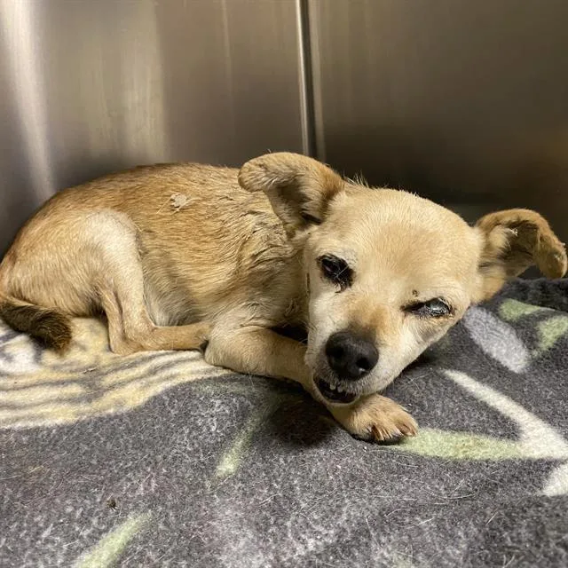 A senior medium-sized male Chihuahua dog named Twisty for adoption in Modesto, CA