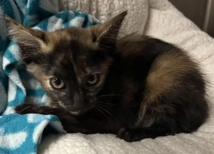 A young small-sized female Domestic Short Hair cat named Halohalo for adoption in Phoenix, AZ