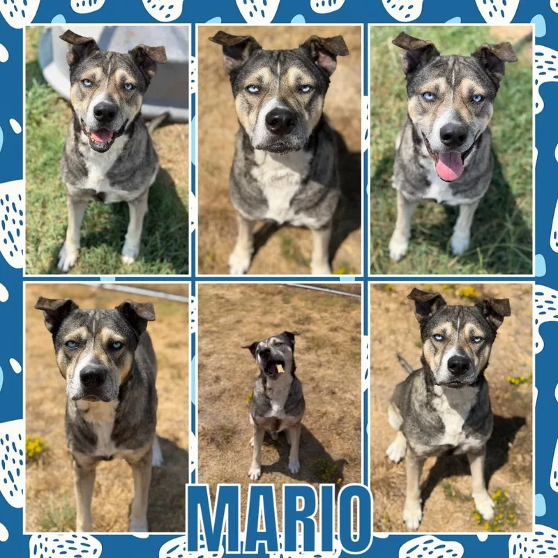 Mario