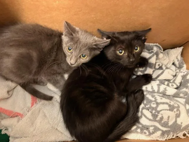 A baby small-sized female Domestic Short Hair cat named Earl Grey for adoption in Tustin, CA