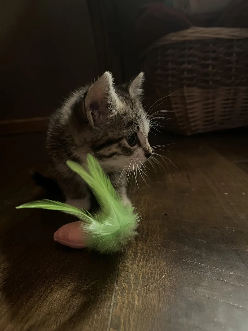 A young medium-sized male Domestic Short Hair cat named Basil for adoption in Zimmerman, MN