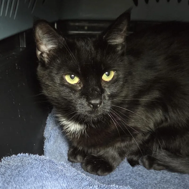 A young large-sized female Black Domestic Short Hair cat named Margo for adoption in Brimfield, MA
