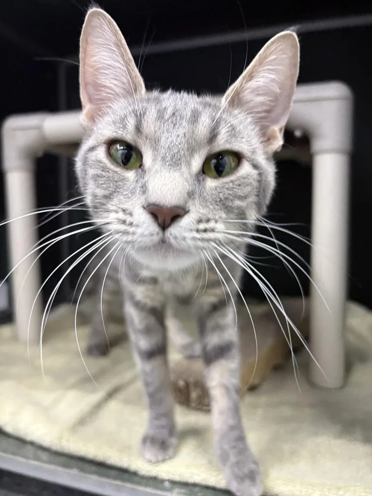 An adult small-sized female Gray / Blue / Silver Domestic Short Hair cat named Mary Poppins for adoption in Mishawaka, IN