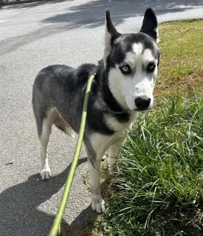 An adult large-sized female Siberian Husky dog named Blanche for adoption in Savannah, GA