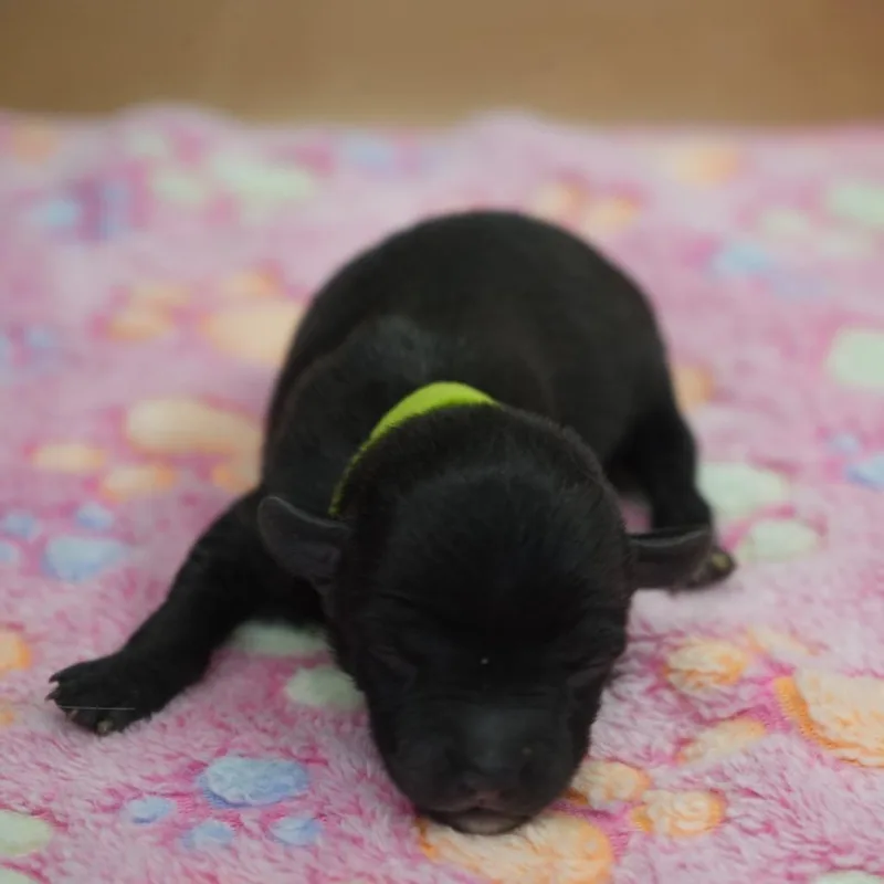 A baby small-sized female Black Yorkshire Terrier dog named Cannoli for adoption in Coachella, CA
