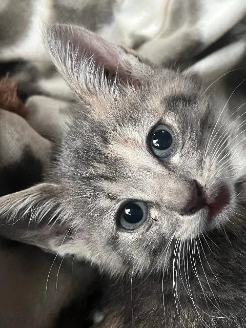 A baby small-sized female Domestic Short Hair cat named Jael for adoption in Darien, GA