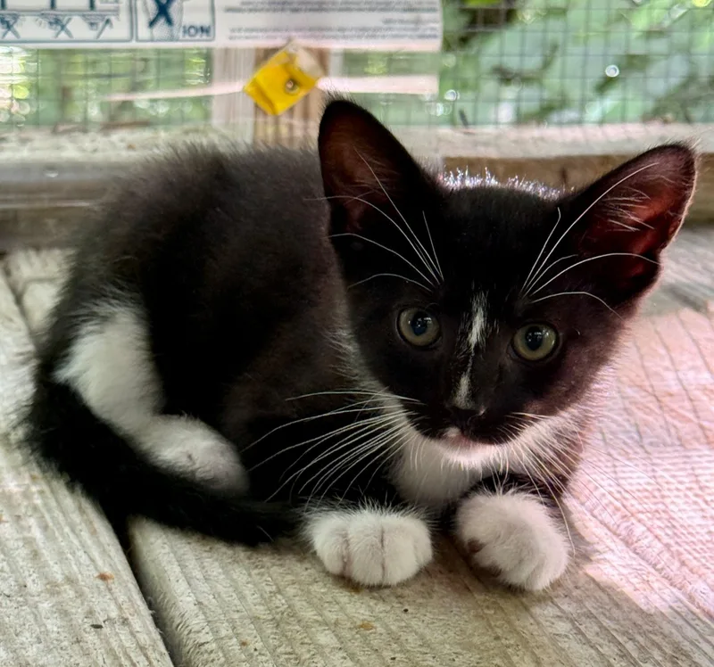 A baby medium-sized male Black & White / Tuxedo Domestic Short Hair cat named Talley for adoption in Talbott, TN
