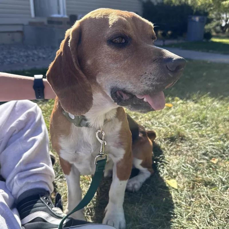 An adult small-sized male Brown / Chocolate Beagle dog named Juke for adoption in Idaho Falls, ID